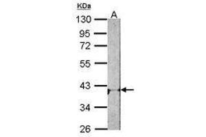 Image no. 2 for anti-Adenosine A1 Receptor (ADORA1) (AA 162-227) antibody (ABIN467371)