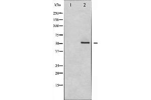 Western blot analysis of MEF2A expression in PMA treated NIH-3T3 whole cell lysates,The lane on the left is treated with the antigen-specific peptide. (MEF2A Antikörper  (Internal Region))