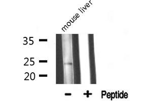 Western blot analysis of MRPL13 expression in Mouse liver lysate (MRPL13 Antikörper  (C-Term))