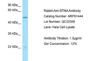 Western Blotting (WB) image for anti-Dystrobrevin alpha (DTNA) (C-Term) antibody (ABIN970563) (DTNA Antikörper  (C-Term))