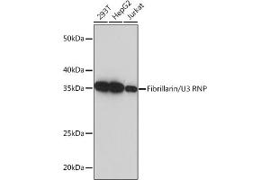 Western blot analysis of extracts of various cell lines, using Fibrillarin/U3 RNP Rabbit mAb (ABIN7267175) at 1:5000 dilution. (Fibrillarin Antikörper)