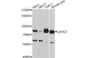 Western blot analysis of extracts of various cell lines, using EXOC5 antibody (ABIN5996218) at 1:3000 dilution.