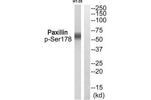 Western blot analysis of extracts from HT-29, using Paxillin++. (Paxillin Antikörper  (pSer178))