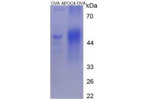 Image no. 1 for Apolipoprotein C-IV (APOC4) (AA 30-45) peptide (Ovalbumin) (ABIN5666086)