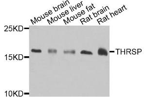 Western blot analysis of extracts of various cells, using THRSP antibody.
