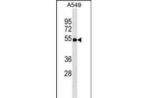 Western Blotting (WB) image for anti-Zinc Finger Protein 36, C3H Type-Like 2 (ZFP36L2) (AA 166-193) antibody (ABIN1537929)