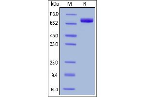 Cynomolgus SIRP alpha, Fc Tag on  under reducing (R) condition. (SIRPA Protein (AA 31-370) (Fc Tag))