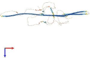 AMOTL2 Protein (AA 1-772) (His tag)