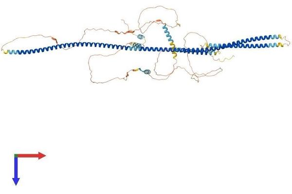 AMOTL2 Protein (AA 1-772) (His tag)