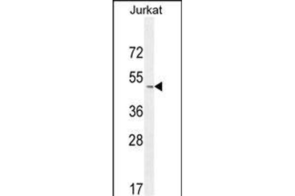 SELPLG Antikörper  (C-Term)