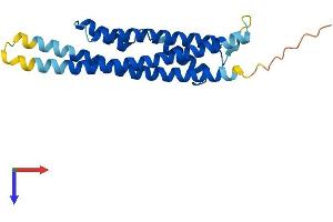CINP Protein (CINP) (AA 1-212) (His tag)