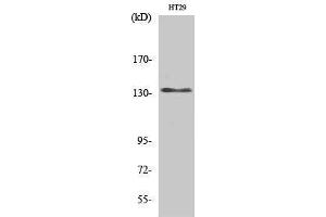 Western Blotting (WB) image for anti-Ligase I, DNA, ATP-Dependent (LIG1) (N-Term) antibody (ABIN3184321)