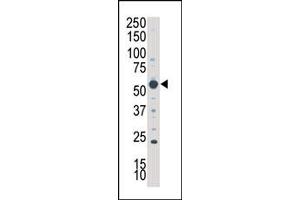 Image no. 1 for anti-serum/glucocorticoid Regulated Kinase Family, Member 3 (SGK3) (N-Term) antibody (ABIN360350)
