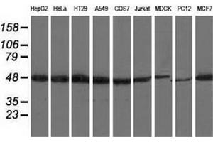 Western blot analysis of extracts (35 µg) from 9 different cell lines by using anti-RNH1 monoclonal antibody. (RNH1 Antikörper)