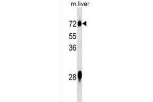 NOX3 Antibody (N-term) (ABIN1539578 and ABIN2849847) western blot analysis in mouse liver tissue lysates (35 μg/lane). (NOX3 Antikörper  (N-Term))