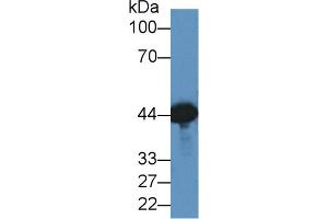 Western blot analysis of Mouse Brain lysate, using Dog CKM Antibody (2 µg/ml) and HRP-conjugated Goat Anti-Rabbit antibody ( (CKM Antikörper  (AA 11-367))