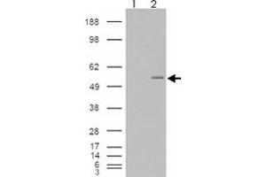 293 overexpressing GCNT3 and probed with GCNT3 polyclonal antibody  (mock transfection in first lane), tested by Origene. (GCNT3 Antikörper  (AA 410-422))