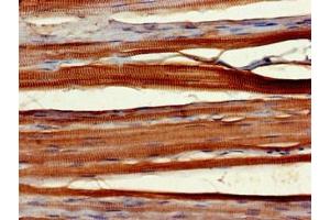 Immunohistochemistry of paraffin-embedded human skeletal muscle tissue using ABIN7166291 at dilution of 1:100 (Protein Wnt-1 (WNT1.L) (AA 160-372) Antikörper)