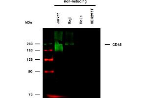 Anti-Hu CD45 Biotin (clone MEM-28) works in WB application under non-reducing conditions.