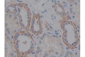 Detection of FBLN5 in Human Kidney Tissue using Polyclonal Antibody to Fibulin 5 (FBLN5) (Fibulin 5 Antikörper  (AA 99-205))