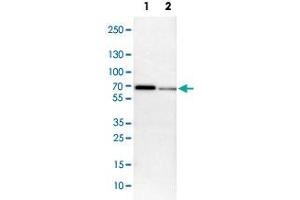 Western Blot analysis of Lane 1: NIH-3T3 cell lysate (mouse embryonic fibroblast cells) and Lane 2: NBT-II cell lysate (Wistar rat bladder tumor cells) with MEF2D polyclonal antibody .