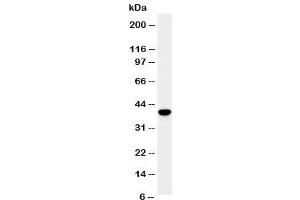 Western Blotting (WB) image for anti-Secreted Protein, Acidic, Cysteine-Rich (Osteonectin) (SPARC) (AA 284-303) antibody (ABIN3032523)