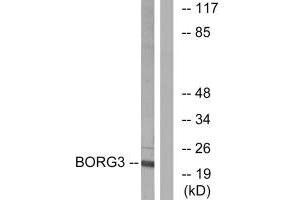Western blot analysis of extracts from Jurkat cells, using BORG3 antibody. (CDC42EP5 Antikörper  (N-Term))