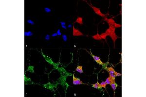 Immunocytochemistry/Immunofluorescence analysis using Mouse Anti-TrpC5 Monoclonal Antibody, Clone N67/15 (ABIN863137). (TRPC5 Antikörper  (AA 827-845))