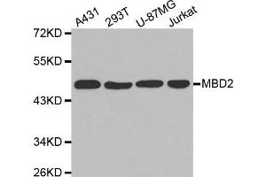 Western blot analysis of extracts of various cell lines, using MBD2 antibody. (MBD2 Antikörper  (AA 202-411))