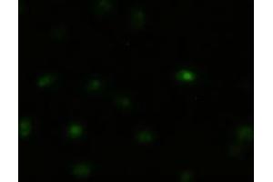 Immunofluorescent staining of HeLa cells using anti-MAPK8 mouse monoclonal antibody (ABIN2452378). (JNK Antikörper  (AA 1-384))