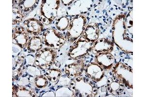 Immunohistochemical staining of paraffin-embedded Kidney tissue using anti-SRRmouse monoclonal antibody. (SRR Antikörper)