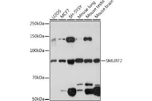 Western blot analysis of extracts of various cell lines, using SMURF2 Rabbit mAb (ABIN1680578, ABIN3015927, ABIN3015928 and ABIN7101462) at 1:1000 dilution. (SMURF2 Antikörper)