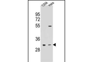OR5L2 Antibody (N-term) (ABIN655018 and ABIN2844650) western blot analysis in CEM,Hela cell line lysates (35 μg/lane). (OR5L2 Antikörper  (N-Term))
