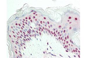 Anti-Proliferation Marker IPO-38 antibody IHC staining of human skin. (Proliferation Marker Antikörper)