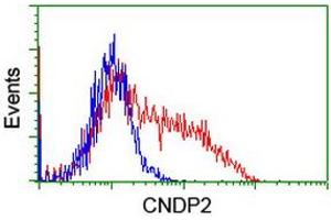 HEK293T cells transfected with either RC200120 overexpress plasmid (Red) or empty vector control plasmid (Blue) were immunostained by anti-CNDP2 antibody (ABIN2454773), and then analyzed by flow cytometry. (CNDP2 Antikörper)