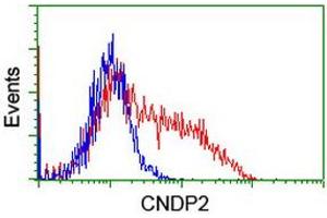 HEK293T cells transfected with either RC200120 overexpress plasmid (Red) or empty vector control plasmid (Blue) were immunostained by anti-CNDP2 antibody (ABIN2454773), and then analyzed by flow cytometry.