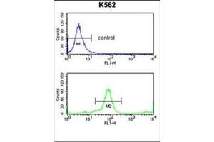 Flow cytometry analysis of K562 cells using KIR3DL3 Antibody (Center) Cat. (KIR3DL3 Antikörper  (Middle Region))