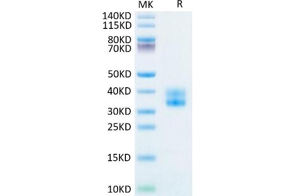 CD137 Protein (AA 24-186) (His-Avi Tag,Biotin)