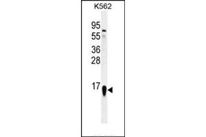 Western blot analysis in K562 cell line lysates (35 ug/lane) using RPS19 Antibody (Center) Cat.
