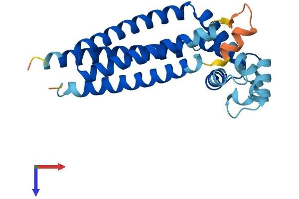 CD81 Protein (CD81) (AA 1-236) (His tag)