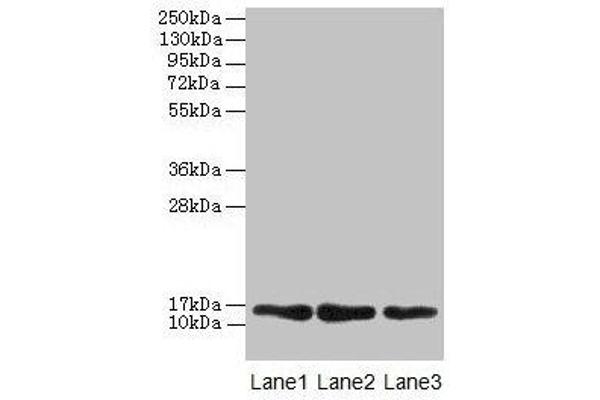 MRPL14 anticorps  (AA 1-145)