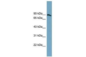 SLC6A14 antibody used at 1 ug/ml to detect target protein. (Slc6a14 Antikörper)