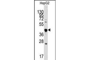 Western blot analysis of anti-GDF3 Antibody (Center) (ABIN388819 and ABIN2839137) in HepG2 cell line lysates (35 μg/lane).