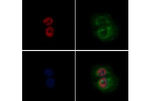 ABIN6265926 and ABIN6272455 staining Hela by IF/ICC. (USP36 Antikörper  (Internal Region))