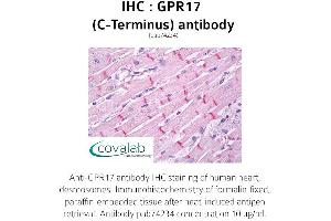Image no. 1 for anti-G Protein-Coupled Receptor 17 (GPR17) (C-Term) antibody (ABIN1734988) (GPR17 Antikörper  (C-Term))