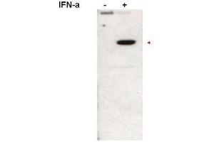 Western blot using  affinity purified anti-Stat2pY690 antibody shows detection of Stat2pY690 protein (arrowhead) in Jurkat cells without (left lane) and with (right lane) 1000U/mL of IFN-a for 15 min at 37oC.