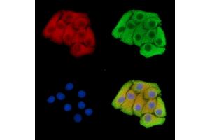 ABIN7096517 and ABIN7100581 staining Hela cells by IF/ICC. (FAM26F Antikörper)