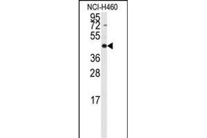 Western blot analysis of anti-RMND5B Antibody (C-term) (ABIN389298 and ABIN2839418) in NCI- cell line lysates (35 μg/lane). (RMND5B Antikörper  (C-Term))