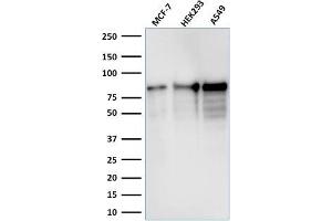 Western Blot Analysis of MCF-7, HEK-293, A549 lysate using MCM7 Mouse Monoclonal Antibody (MCM7/1467).