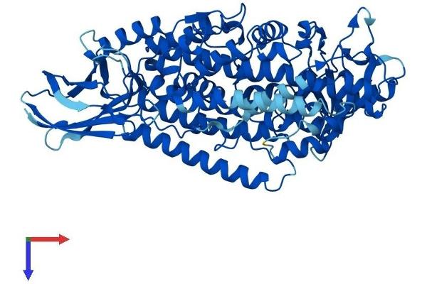 ALOX12 Protein (AA 1-663) (His tag)